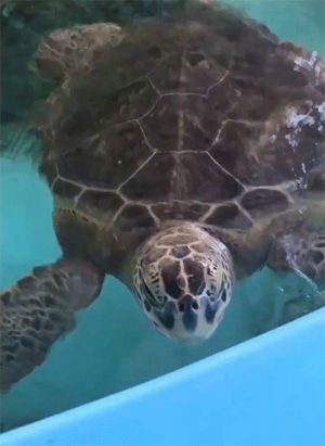 sea turtle,turtle,uf,university of florida,porfiriato