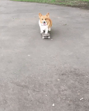 corgi,dog,skating,skater dog
