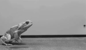 frog,toad,frog jump,jump,jumping,slow mo,uci,university of california,uc irvine,toad jumping