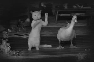 duck,cat,dancing,animals