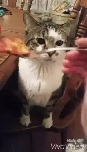 Cat, weird, GIF - shared by Ishngrinn on GIFER