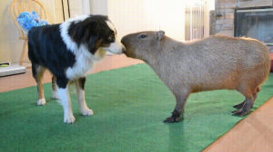 dog,eyebleach,capybara