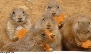 prairie dog,delicious,munching,unison,animals,yeah,oh,group,thats