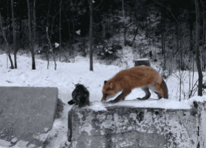 fox,cat,animals
