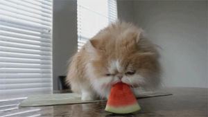 cat,eating,watermelon
