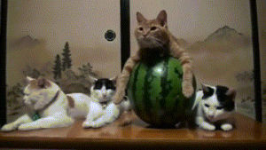 cats,flowers,watermelons