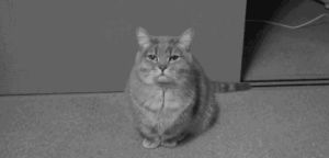 cat,black and white,tumblr,kawaii,adorable,fat