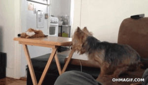 dog,yorkie,funny,cute,animals,fail,fall,puppy,jumping,falling,table,toy