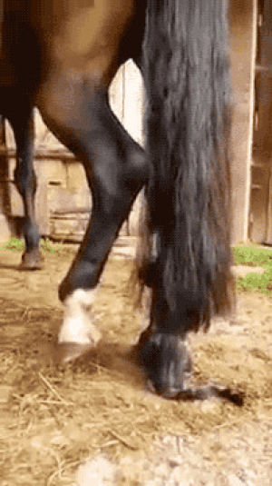 cat,horse,tail