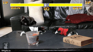 Jeu Video Jeux Video Chat D Arc En Ciel Gif Sur Gifer Par Tobar