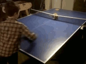 ping pong,pong,cat,animals,playing,ping,ping pong table