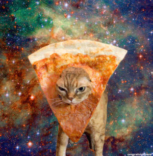cat,pizza,day,doesi