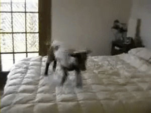 goats,animals,cute,jumping,bed