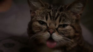 agree,cat,yes,lil bub