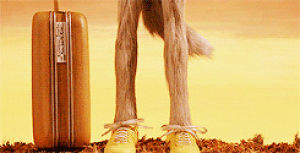 film,wes anderson,the fantastic mr fox