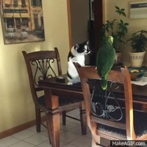 curious cat,green parrot,pets interacting,pets on dining table,black white cat