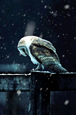 owl,snow,barn