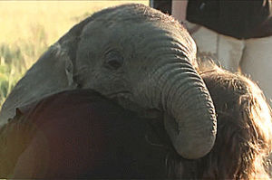 elephant,baby,cuddles