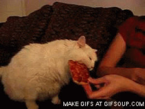 eating,cat,pizza