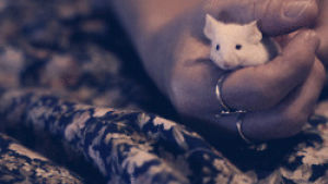 adorable,sweet,mouse,aw,tiny