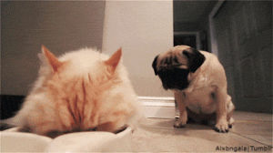 pugs,dog,animals,cats,pets,funny s,roll over,dog s,cat s