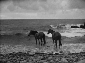 sea,waves,horse,horses,animals,beautiful,beach