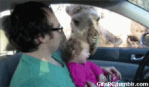 llama attack,funny,animals,funny animals,funny people