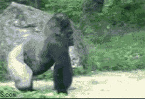 gorilla,silverback,animals,no,walking,leaving