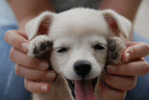 happy,cute animal,cute puppy,puppy love,animal,puppy,aww