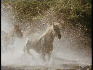 horse,run,wild,go go go,nukhan