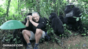 tourist,animals,man,hair,laughing,playing,interesting,wild,gorilla,grooming