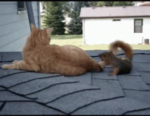 animal friendship,cat,friends,squirrel