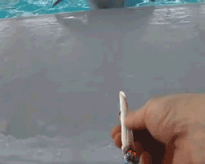 dolphin,420,joint,smoke weed,smoking,weed,stoned