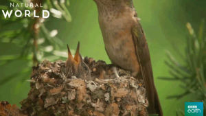 food,baby,animal,bird,feed,hummingbird,bbc earth,greedy,natural world