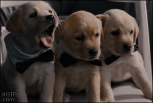puppies,animals,yawning,bridesmaids,cute,yawn,bow ties