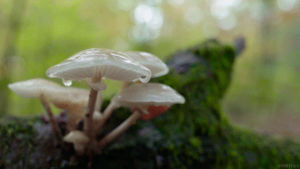 forest,mushrooms,rain,nature,photography,cinemagraph,drop,cinemagraphs,drops,log,living stills,drips