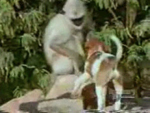 monkey,love,dog,animals,playing,pet,wag
