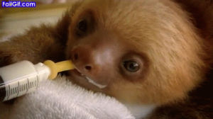 funny,love,cute,baby,animal,eating,adorable,sloth,sloths,baby animals,baby sloth