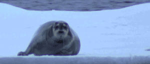 polar bear,seal
