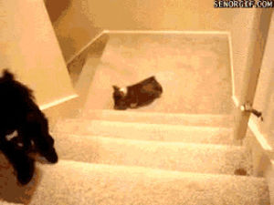 corgi,animals,cute,dog,puppy,stairs
