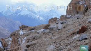 mountains,cat,nature,bbc,walk,climb,planet earth 2,snow leopard