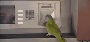 atm,money,bird,parrot