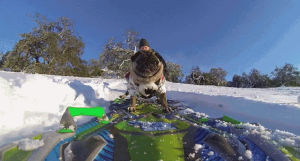 snowboard,pug,brandy