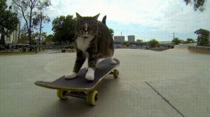 didga,cat,skateboarding