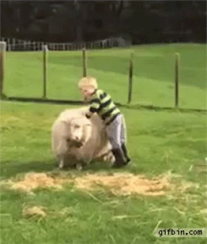 sheep,kid