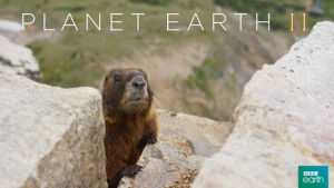 marmot,bbc,call,mountains,shout,planet earth 2