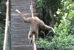 gibbon,deal,tightrope