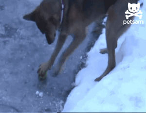 dog,ball,ice