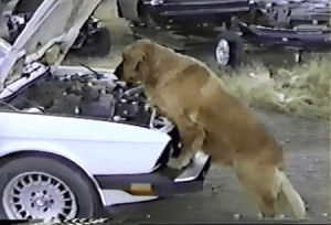 engine,dog,car,afv,golden retriever,checking,afvpets,mechainc
