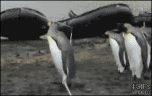 penguins,rope